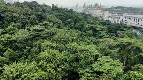 Lush-Green-Trees-In-Mount-Faber-In-Singapore---Panning-Shot