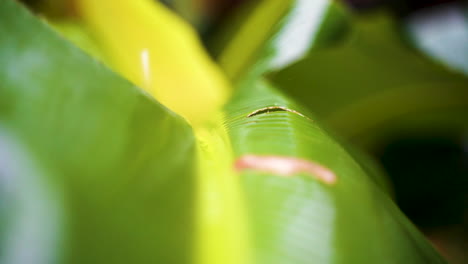 cierre las fuertes lluvias en la hoja de plátano verde tropical, tiro a cámara lenta
