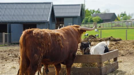large scottish highland bull with horns in a rural zoo environment