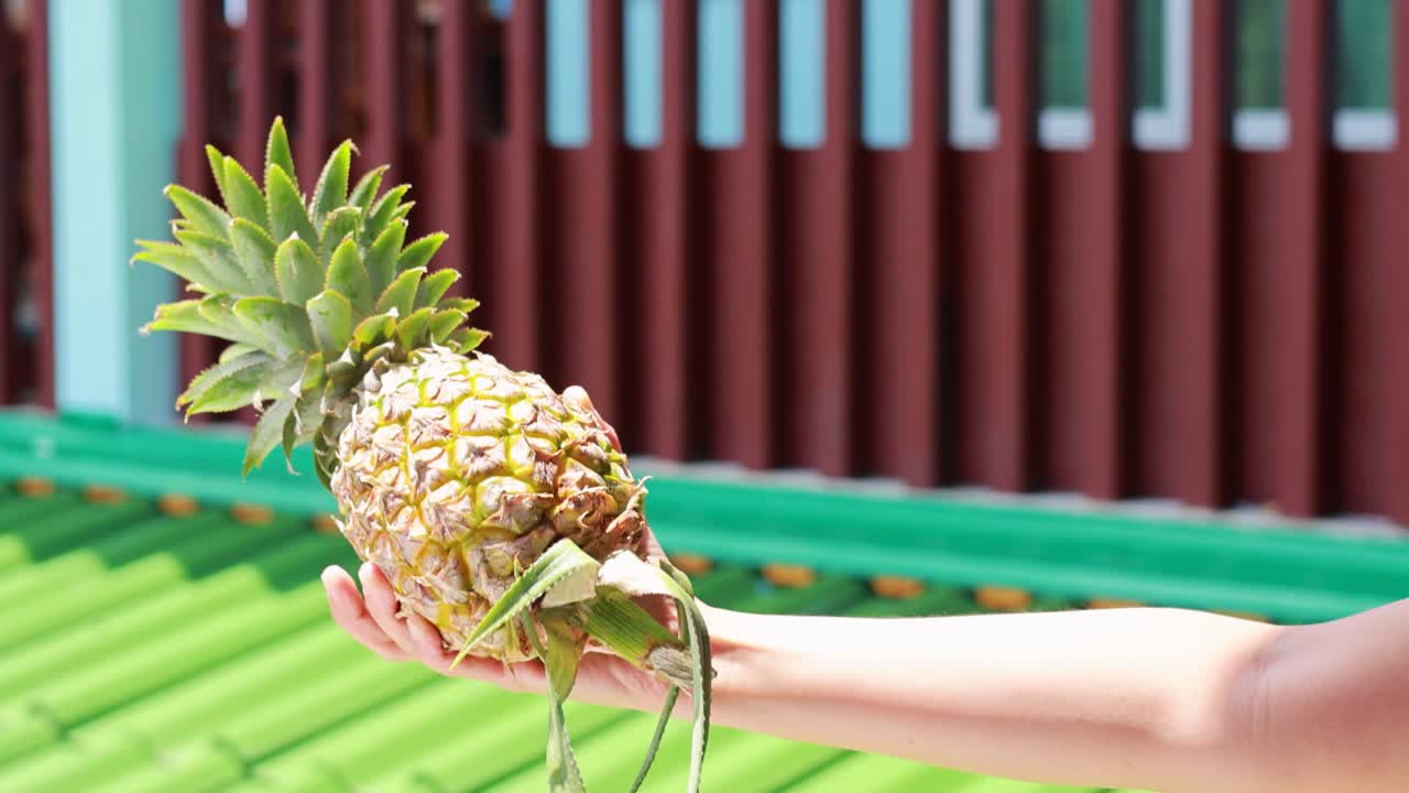 A hand holds a pineapple in front of a vibrant, striped background with natural lighting