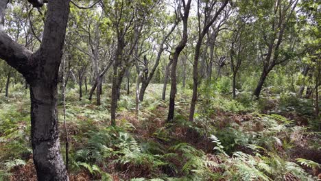 漂浮透過澳洲原住民的內陸灌木林