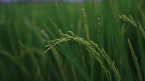 full rice stalk, close up shot with blurred background