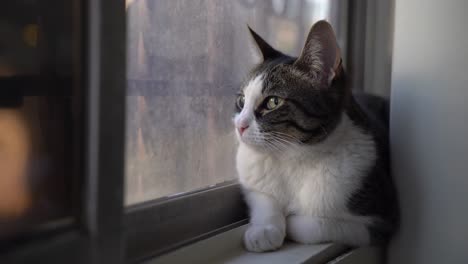 a small cat sits on a window sill, observing the outside world with her paws curled beneath her