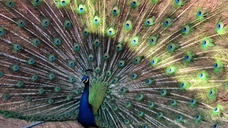 Erwachsener-Männlicher-Pfau-Mit-Seinen-Schwanzfedern-Auf-Voller-Anzeige---Isolierte-Nahaufnahme