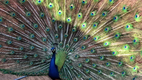 pájaro macho adulto con sus plumas de la cola en plena exhibición - aislado de cerca