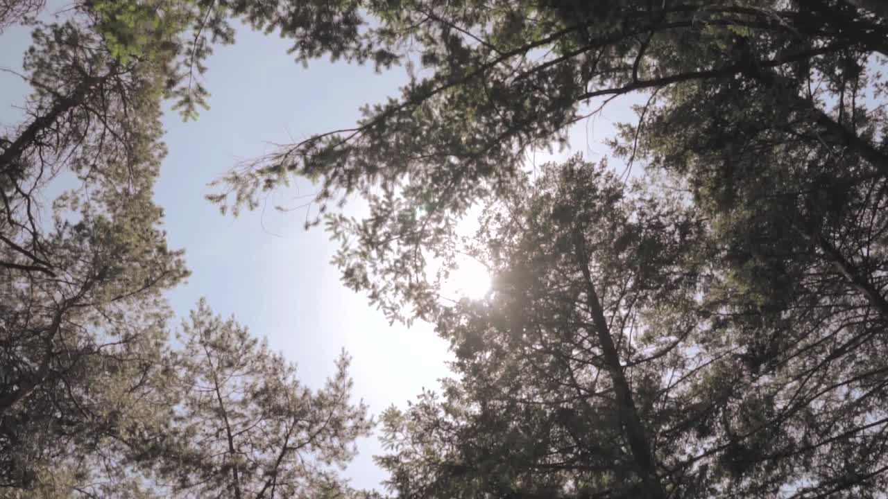 el dosel del bosque y la luz del sol