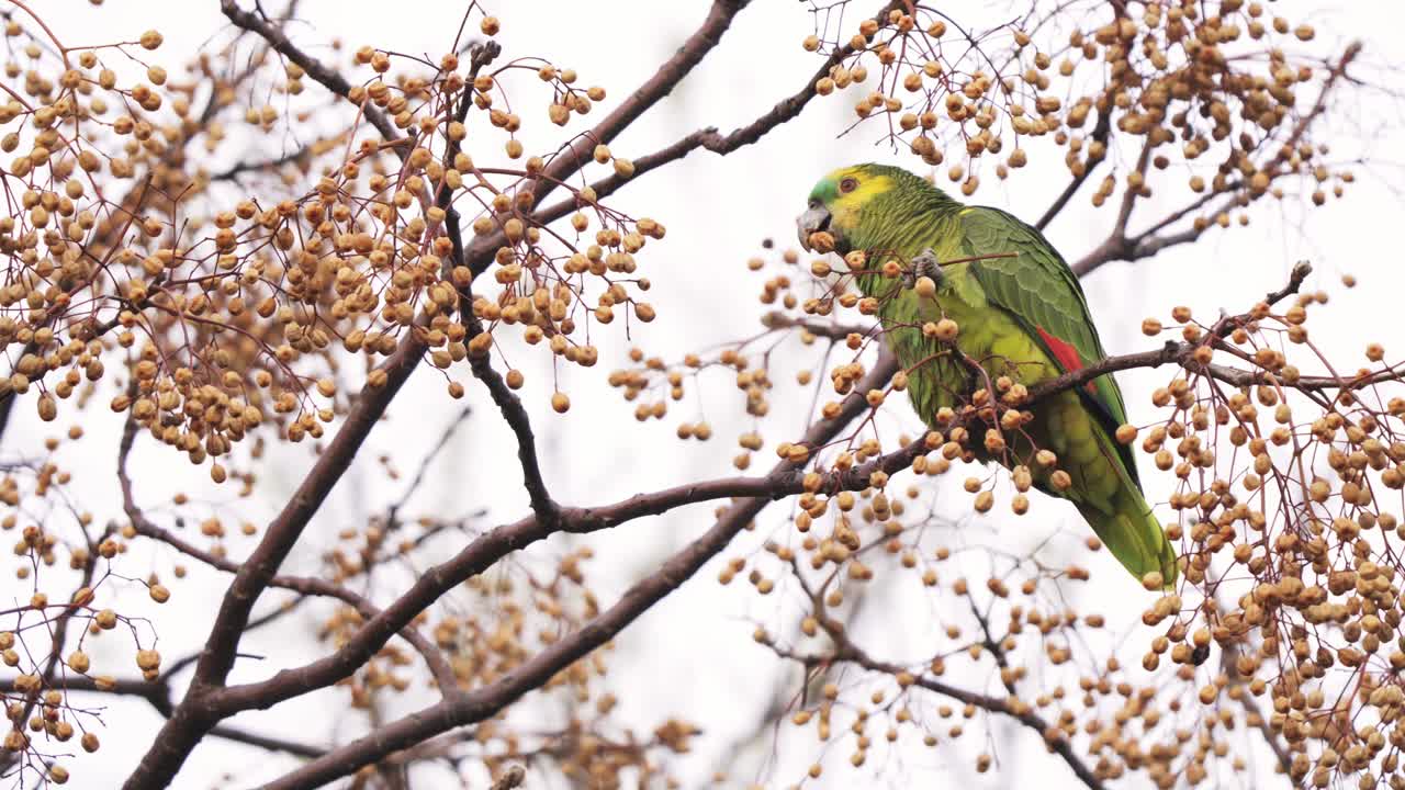 나뭇가지에 앉아 차이나베리 나무의 열매를 먹는 청록색 앞 아마존 앵무새의 클로즈업 샷