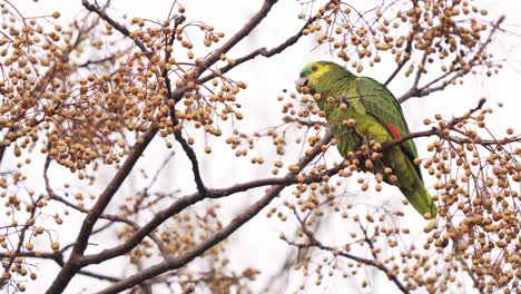 Close-up-shot-of-a-Turquoise-fronted-amazon-parrot-perching-on-a-branch-and-eating-the-fruit-of-a-chinaberry-tree