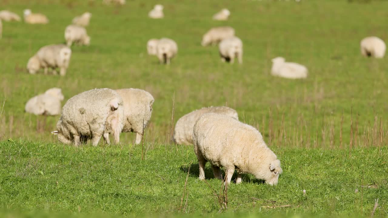 Sheep peacefully graze in a vibrant green field under bright daylight, showcasing serene rural life in New Zealand