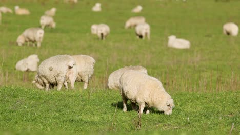 sheep peacefully graze in a vibrant green field under bright daylight, showcasing serene rural life in new zealand