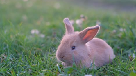 cute baby rabbit in green grass