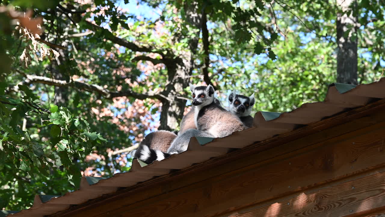 un grupo de lémures descansa sobre un techo de madera en un bosque de un zoológico