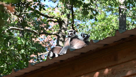 a-group-of-lemurs-are-resting-on-a-wooden-roof-in-a-forest-of-a-zoo