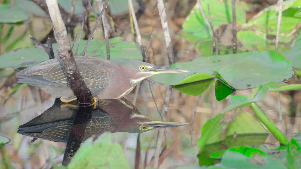 garza verde en el pantano de los everglades pescando