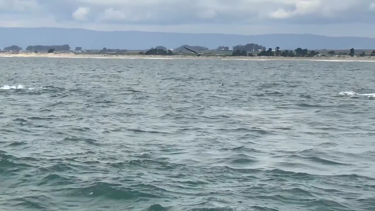 이주 성수기 동안 혹등고래의 야생 영상