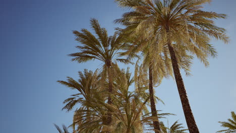 view-of-the-palm-trees-passing-by-under-blue-skies