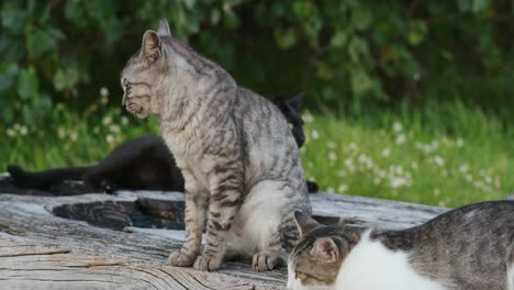 straßenkatzen im park