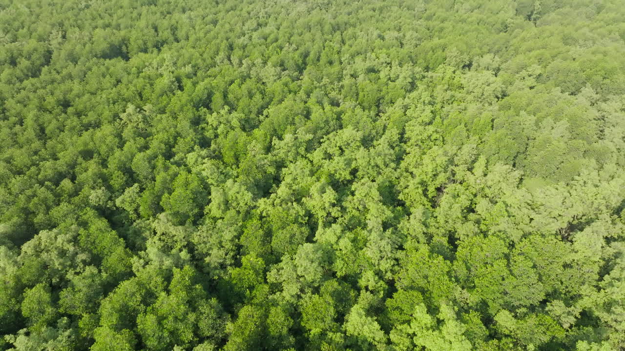 Aerial view of mangrove tree in Thailand