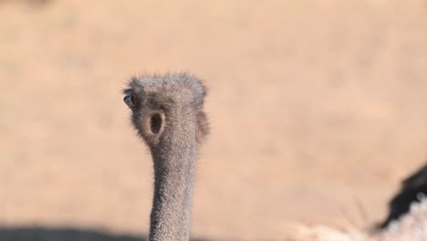 Ein-Porträt-Eines-Einheimischen-Afrikanischen-Flugunfähigen-Vogels,-Gemeiner-Strauß,-Struthio-Camelus,-Der-Im-Sommer-In-Die-Ferne-Schaut-Und-Seinen-Flexiblen-Langen-Hals-Nach-Oben-Und-Unten-Streckt