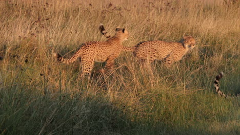 Cheetah-siblings-chase,-play-in-tall-golden-savanna-grass-in-Africa