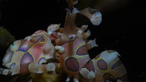 close up of harlequin shrimp at night on coral reef in the philippines