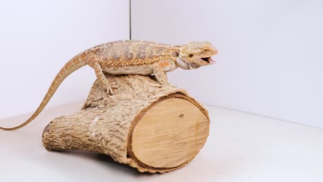 a bearded dragon sits on a log, reaching for food in a well-lit studio environment