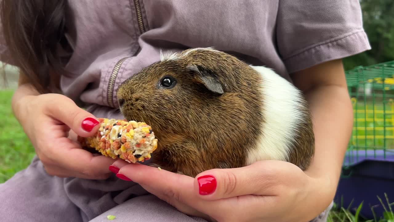 기니피그 를 들고 있는 여자