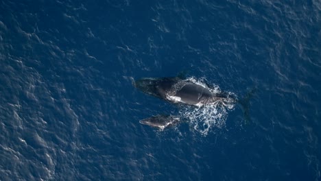 Whale-and-its-baby,-breathing,-filmed-with-a-drone,-Reunion-Island