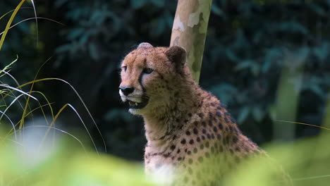 Einzelner-Gepard,-Der-Auf-Dem-Boden-Sitzt