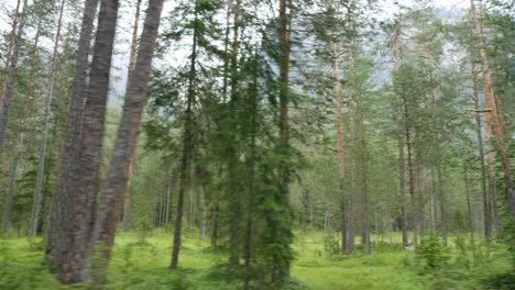 Dense-Forest-and-Woodland-and-in-the-background-the-Mountains-with-the-Clouded-Sky