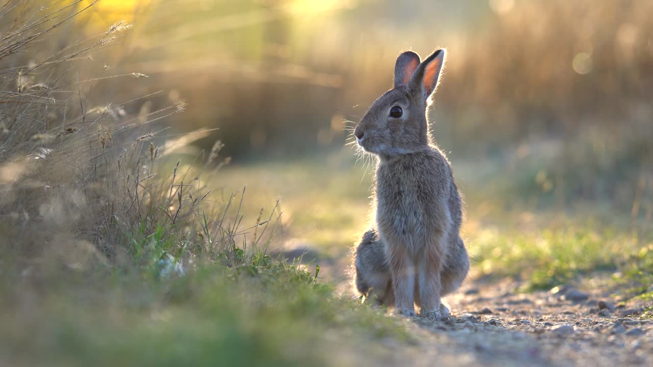 Mountain Cottonwood grazing against a background of bright morning sunlight