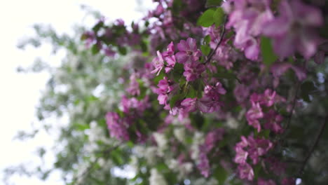 árboles de manzana en flor