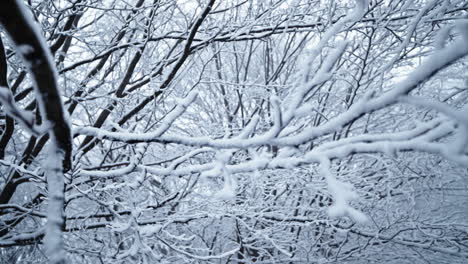 snow-covered branches in a peaceful forest setting evoke winter solitude and calm