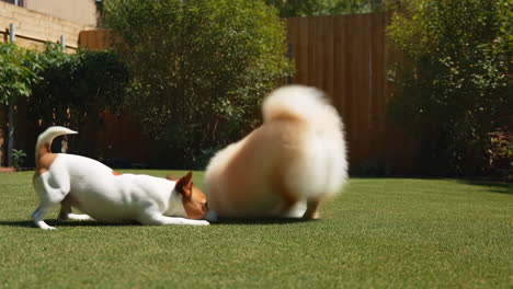 dogs playing in a yard