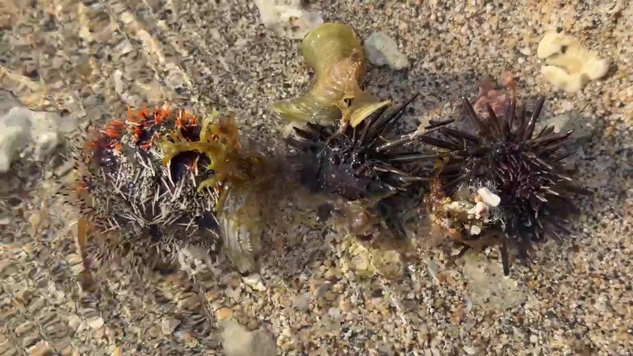 Ricci di mare a riposo su fondale marino sabbioso e poco profondo
