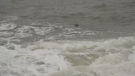 Herde-Neugieriger-Robben-Mit-Kopf-Aus-Der-Wasseroberfläche-Des-Meeres-Mit-Blick-Auf-Den-Strand-In-Horsey-Gap-England-Großbritannien