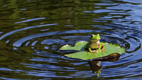 a frog sits on a lily pad in a pond, captured from a high-angle shot