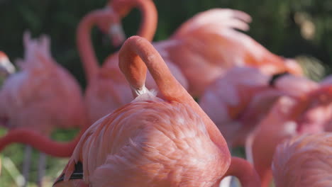 flamencos rosados de cerca