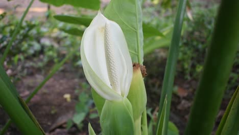 Weiße-Blume-Der-Taro-pflanze-Oder-Elefantenohren-Oder-Colocasia-Esculenta-In-Sri-Lanka