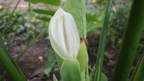 flor blanca de planta de taro u orejas de elefante o colocasia esculenta en sri lanka