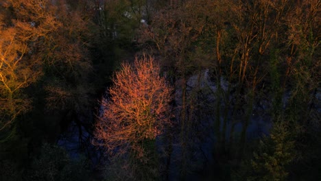 Drone-Descendente-Sobre-Las-Copas-De-Los-Naranjos-De-Invierno-Junto-Al-Agua-Iluminada-Por-El-Amanecer