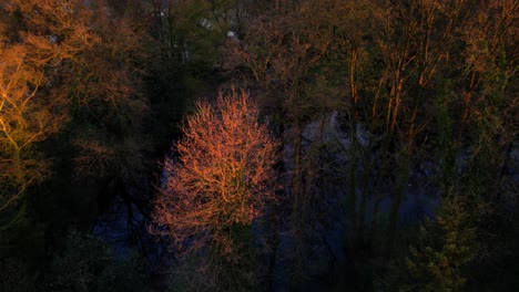 drone descendiendo por encima de las cimas de los naranjos de invierno junto al agua iluminado por el amanecer