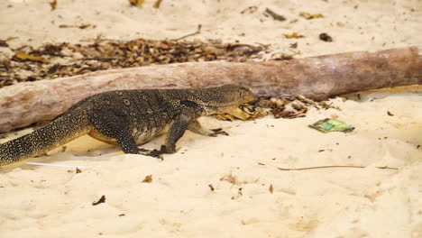 Komodo-dragon-lizard-crawling-on-sandy-beach,-handheld-view