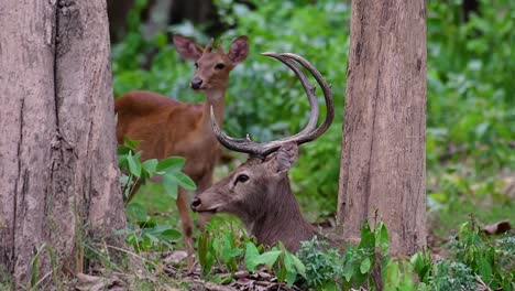 Der-Eldhirsch-Ist-Aufgrund-Von-Lebensraumverlust-Und-Jagd-Eine-Vom-Aussterben-Bedrohte-Art