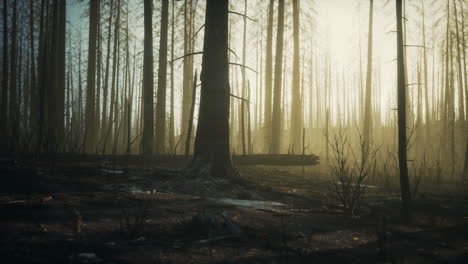 árboles-Quemados-Después-De-Un-Incendio-Forestal-Con-Contaminación-Y-Mucho-Humo