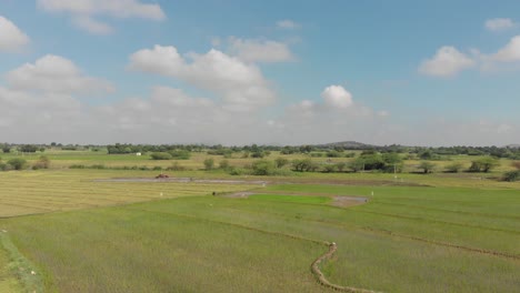 Drone-shot-of-paddy-fields-from-high-angle-view-which-is-located-in-india