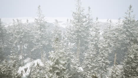 snowy forest in the mist