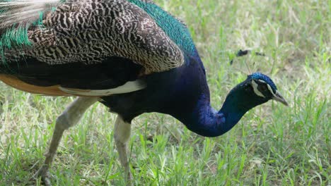 a free peacock pecking the ground for food