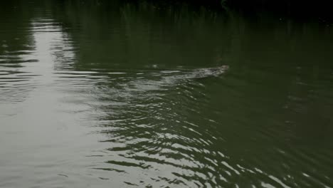 Komondo-dragon-is-swimming-in-the-lake-in-Bangkok