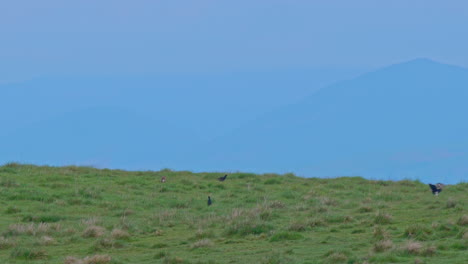 Black-Grouse-on-their-lekking-site-with-hazy-North-Pennine-hills-in-background